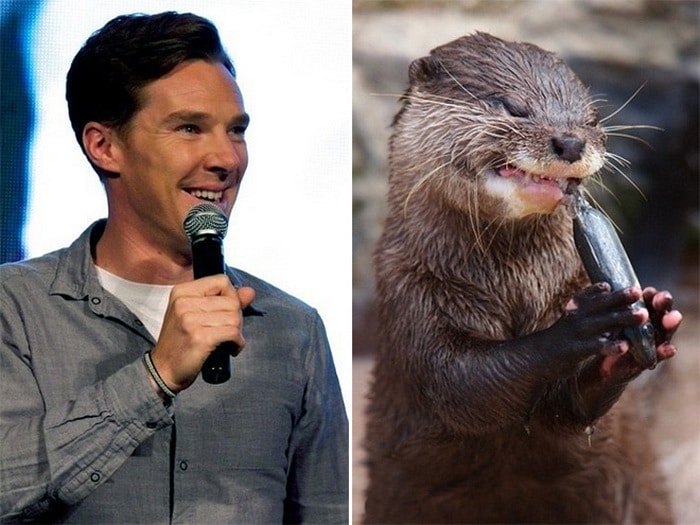 Rumores confirmados: Benedict Cumberbatch é realmente uma lontra 3