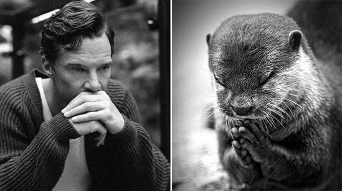 Rumores confirmados: Benedict Cumberbatch é realmente uma lontra 4