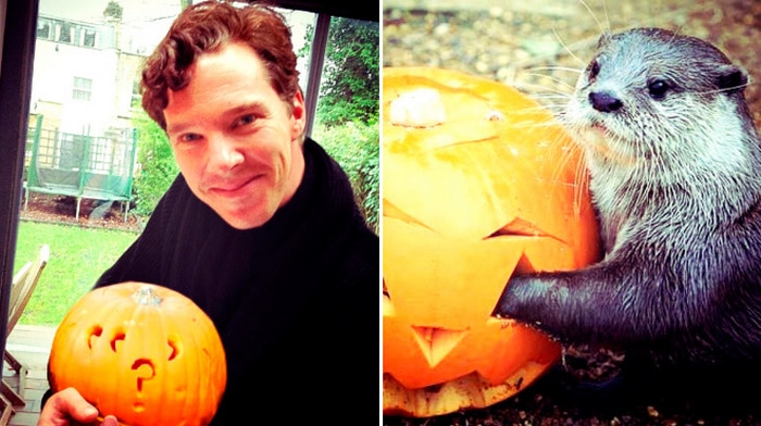 Rumores confirmados: Benedict Cumberbatch é realmente uma lontra 5