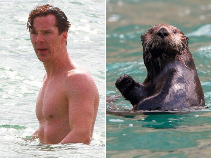 Rumores confirmados: Benedict Cumberbatch é realmente uma lontra 8