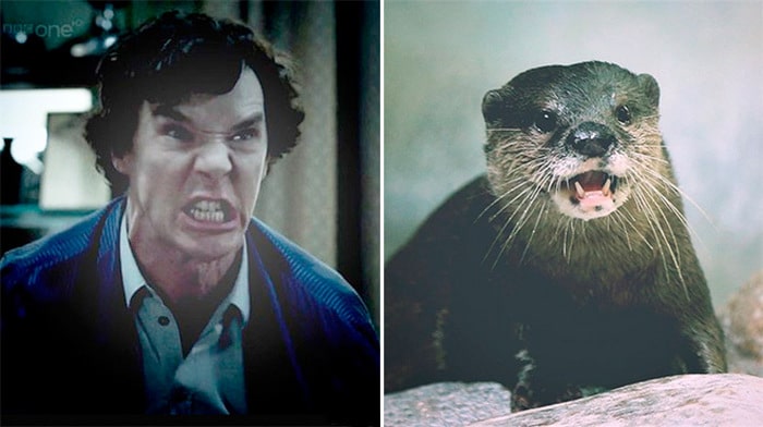 Rumores confirmados: Benedict Cumberbatch é realmente uma lontra 9