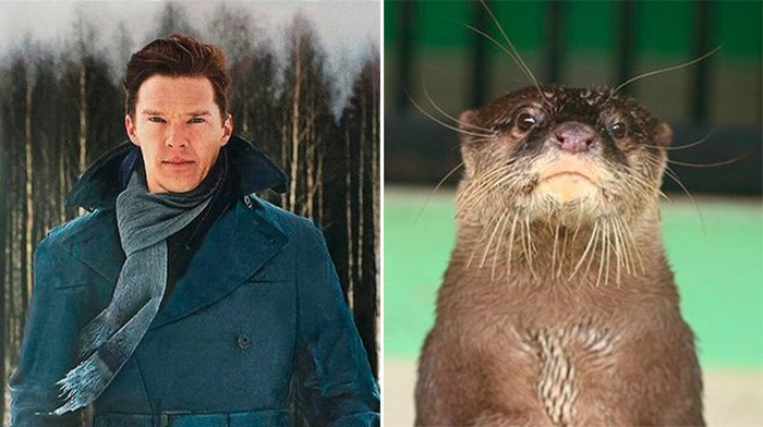 Rumores confirmados: Benedict Cumberbatch é realmente uma lontra 12