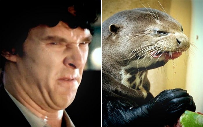 Rumores confirmados: Benedict Cumberbatch é realmente uma lontra 14