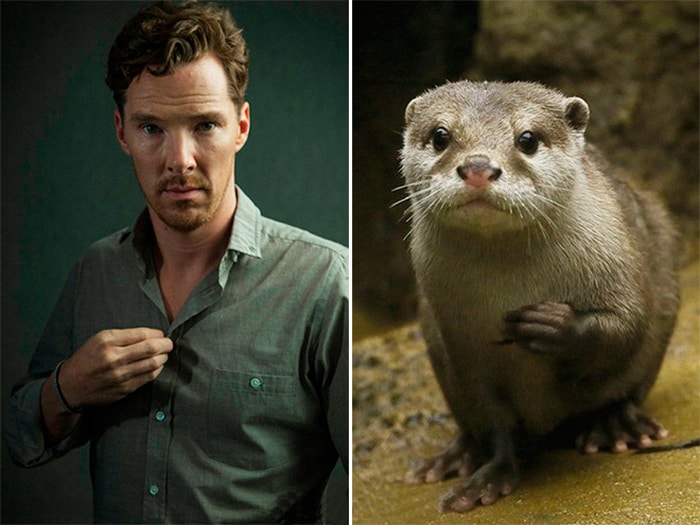 Rumores confirmados: Benedict Cumberbatch é realmente uma lontra 15