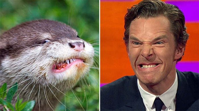 Rumores confirmados: Benedict Cumberbatch é realmente uma lontra 17