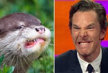 Rumores confirmados: Benedict Cumberbatch é realmente uma lontra 10