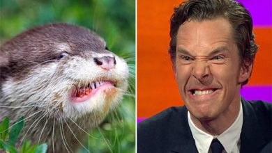 Rumores confirmados: Benedict Cumberbatch é realmente uma lontra 6