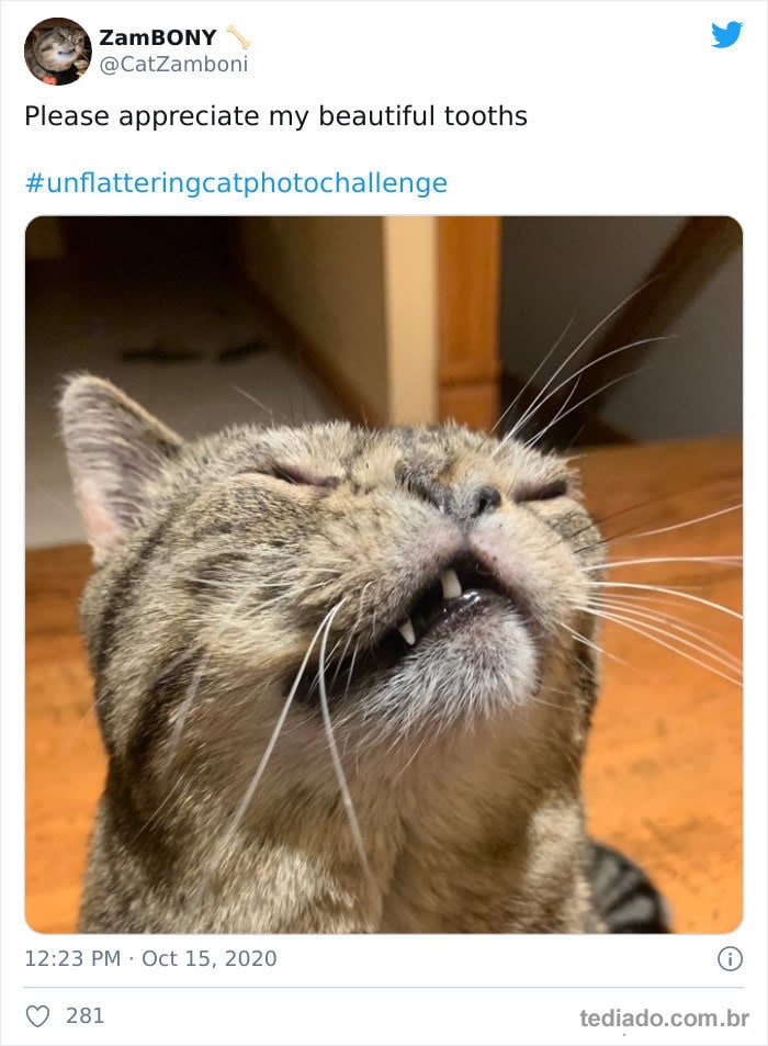 30 das fotos de gatos mais engraçadas do Desafio de fotos de gatos 3