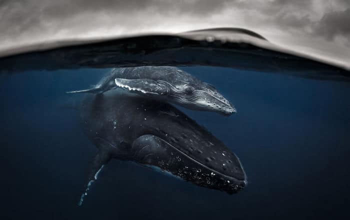 34 fotos incríveis do Ocean Photography Awards 2020 5