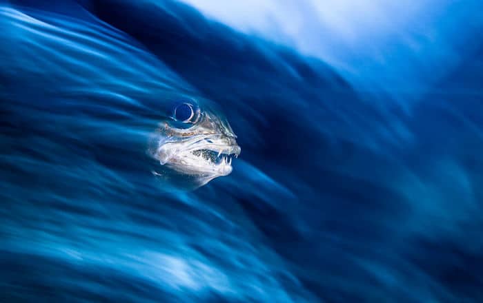 34 fotos incríveis do Ocean Photography Awards 2020 7