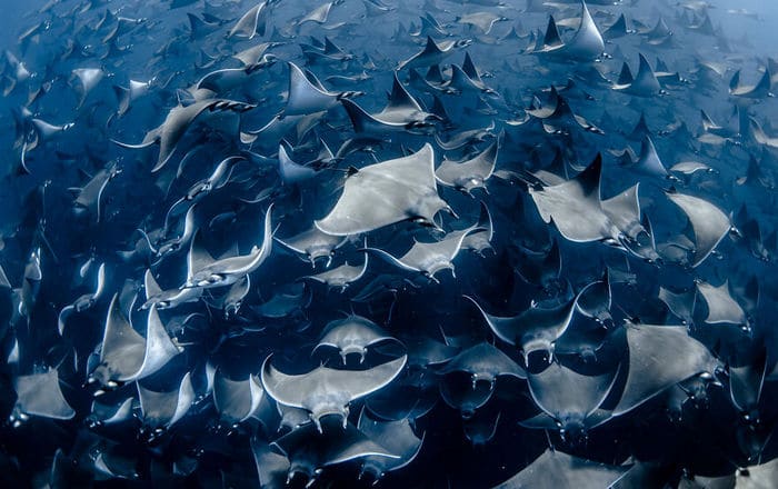 34 fotos incríveis do Ocean Photography Awards 2020 10