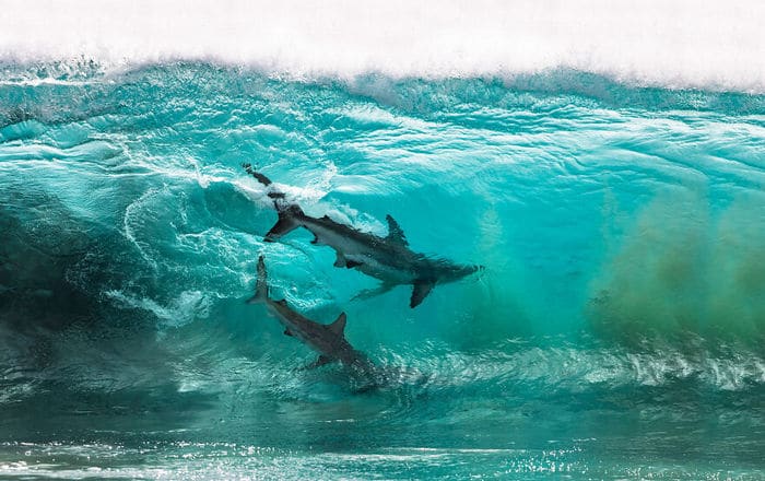 34 fotos incríveis do Ocean Photography Awards 2020 21