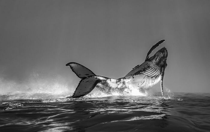 34 fotos incríveis do Ocean Photography Awards 2020 33