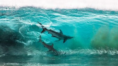 34 fotos incríveis do Ocean Photography Awards 2020 37