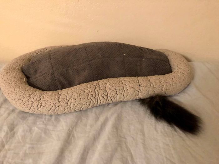 42 gatos que preferem dormir em qualquer outro lugar do que em suas camas 19