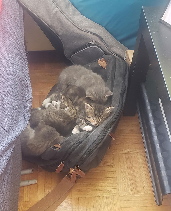 42 gatos que preferem dormir em qualquer outro lugar do que em suas camas 26