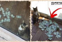 Gato surgia com muito dinheiro todos os dias, todos ficaram chocados quando descobriram de onde veio 10