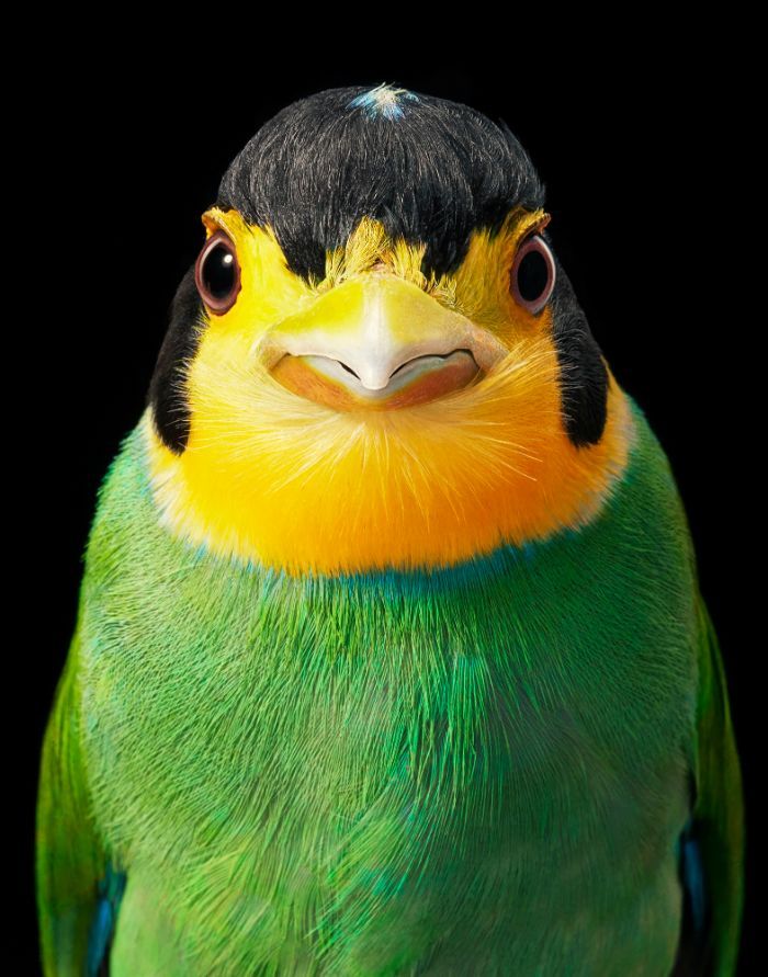 O fotógrafo tira retratos de pássaros e os resultados são sublimes 9
