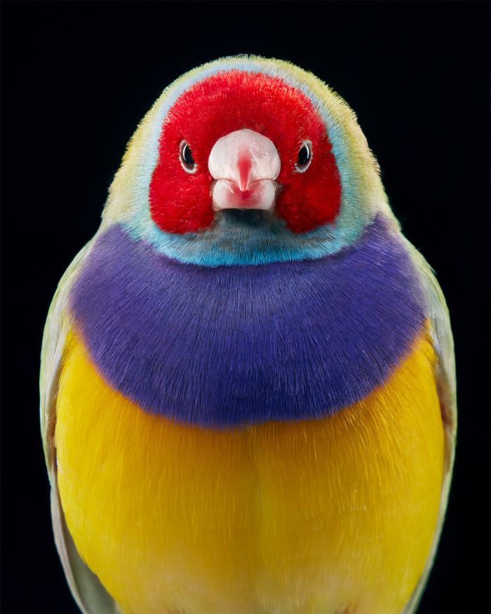 O fotógrafo tira retratos de pássaros e os resultados são sublimes 11