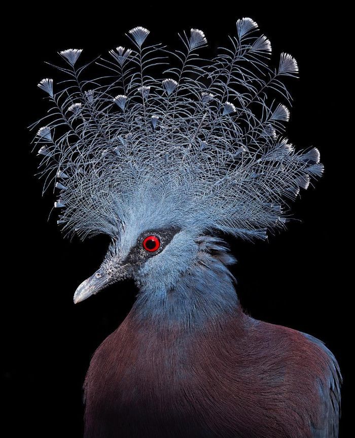 O fotógrafo tira retratos de pássaros e os resultados são sublimes 12
