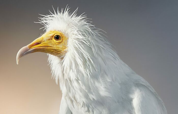O fotógrafo tira retratos de pássaros e os resultados são sublimes 13
