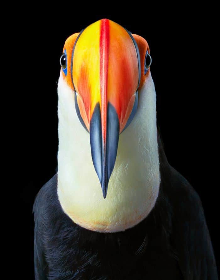 O fotógrafo tira retratos de pássaros e os resultados são sublimes 14