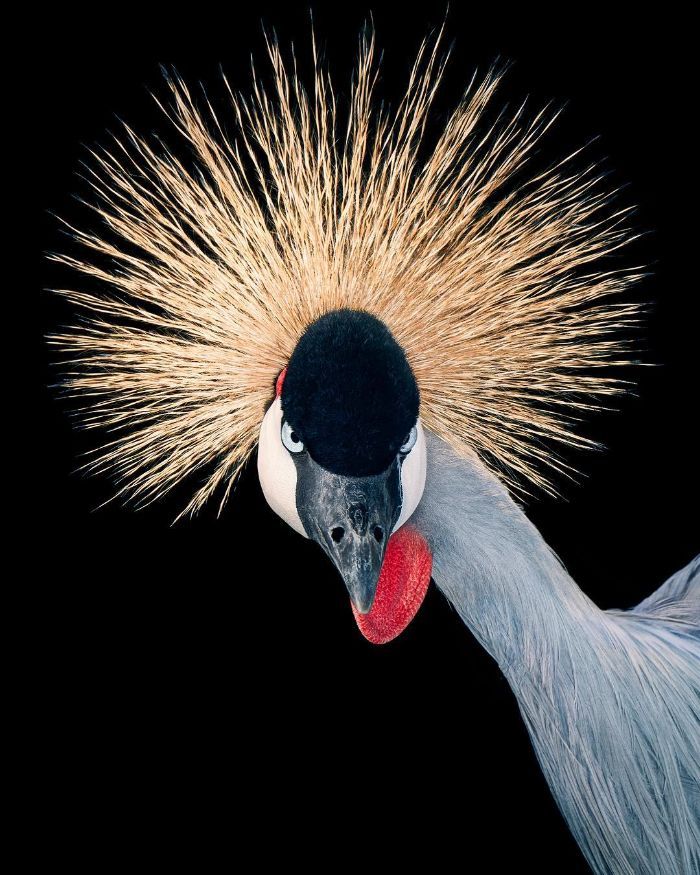O fotógrafo tira retratos de pássaros e os resultados são sublimes 15