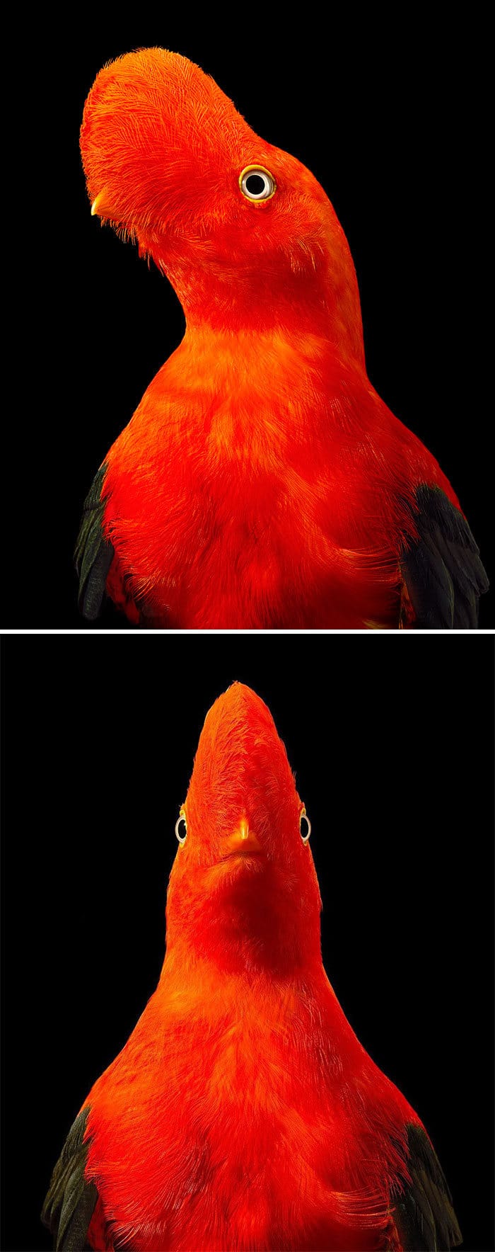 O fotógrafo tira retratos de pássaros e os resultados são sublimes 21