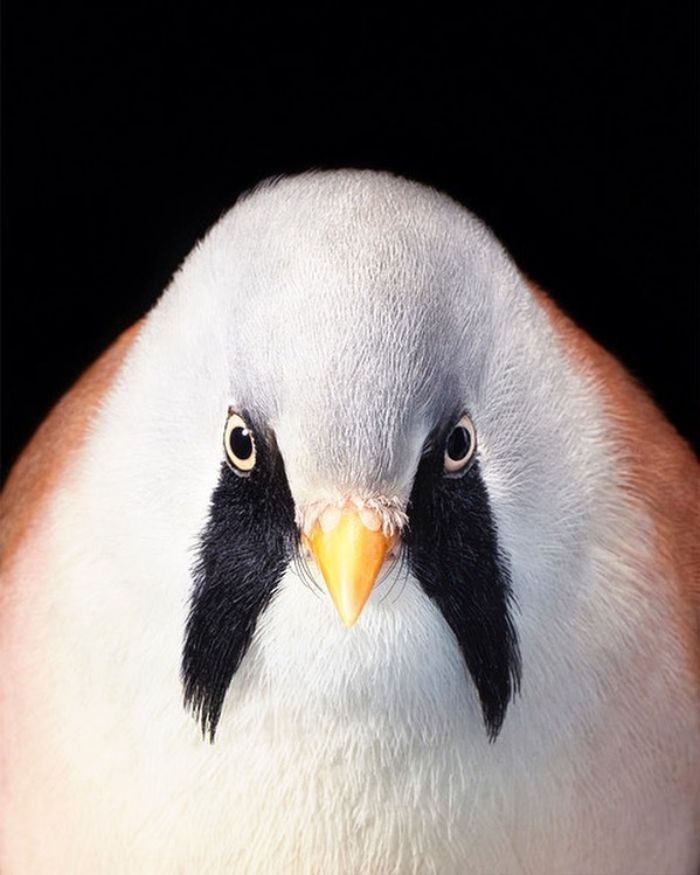 O fotógrafo tira retratos de pássaros e os resultados são sublimes 22