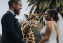 As 30 melhores fotos de casamentos de 2020 11