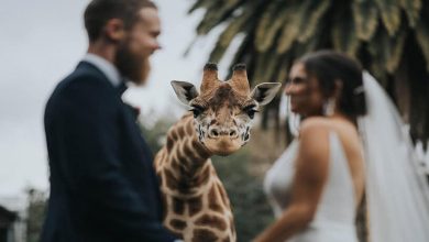 As 30 melhores fotos de casamentos de 2020 44