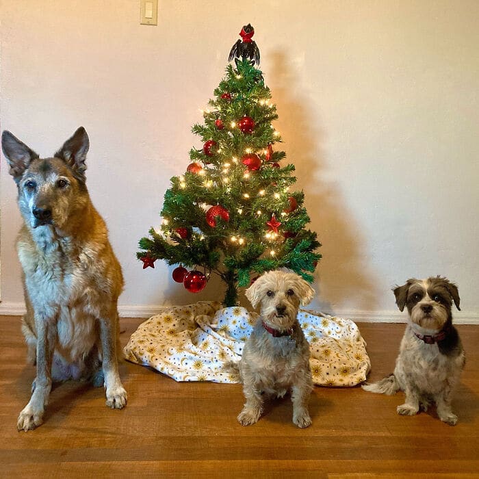 Ei, leitores, compartilhem sua árvore de Natal conosco 7