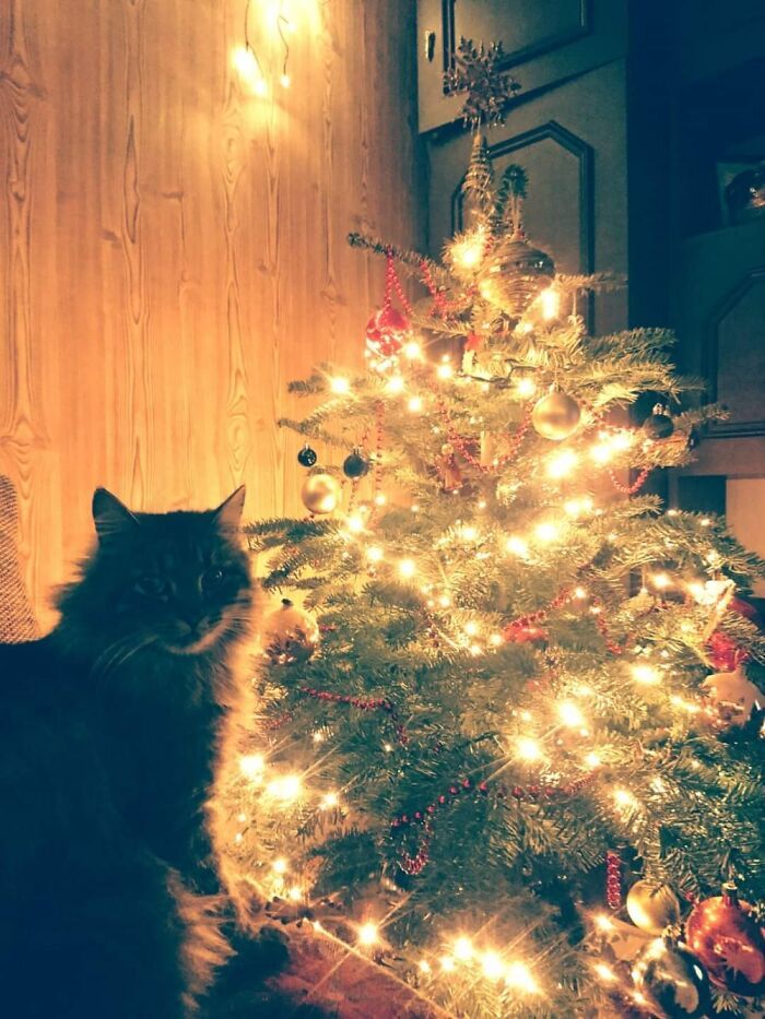 Ei, leitores, compartilhem sua árvore de Natal conosco 14