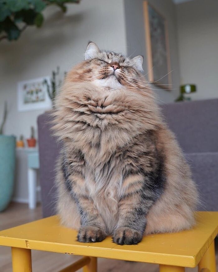 34 fotos de gatos supermodelos que certamente sabem fazer uma pose 11