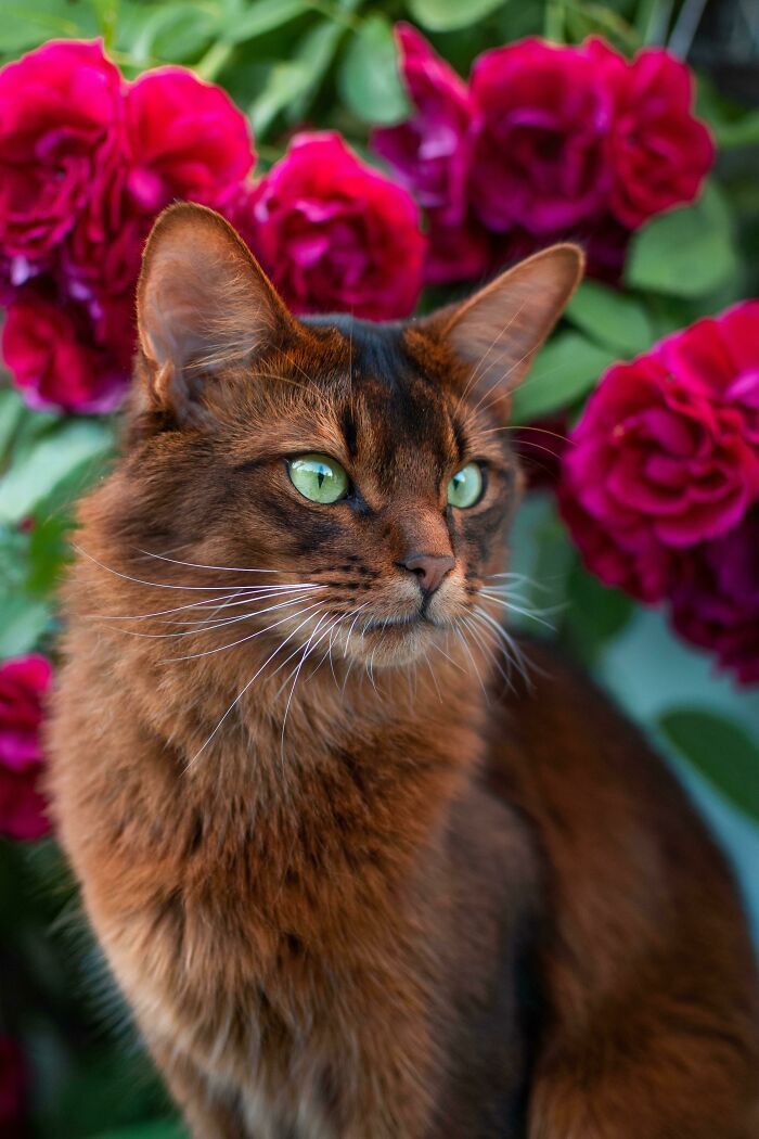 34 fotos de gatos supermodelos que certamente sabem fazer uma pose 17