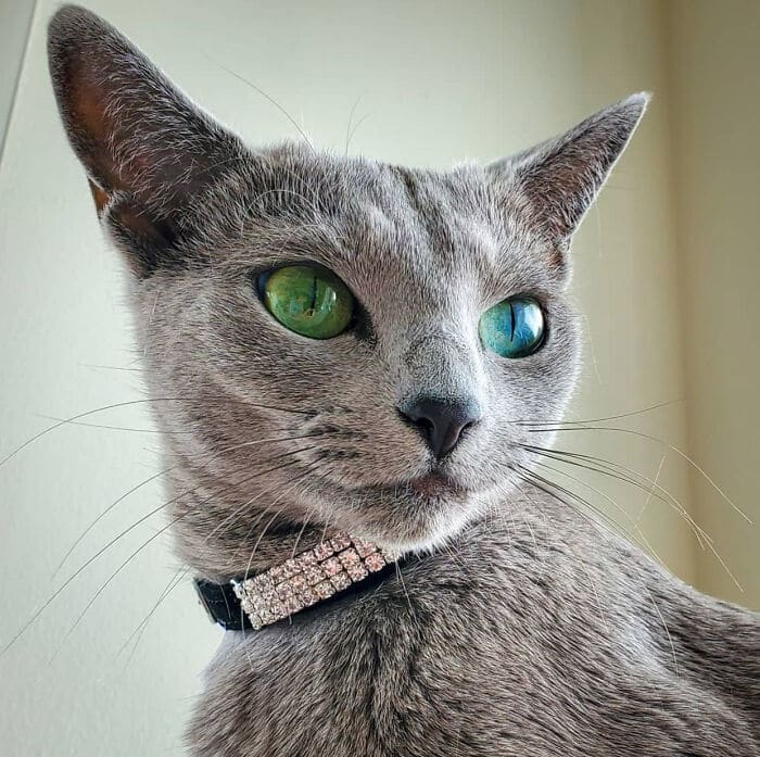 34 fotos de gatos supermodelos que certamente sabem fazer uma pose 19