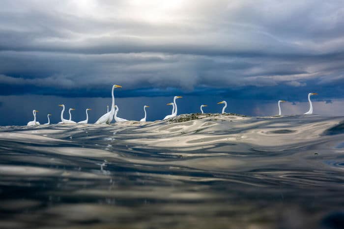 35 fotos incríveis e vencedoras do fotógrafo de natureza do ano de 2020 33