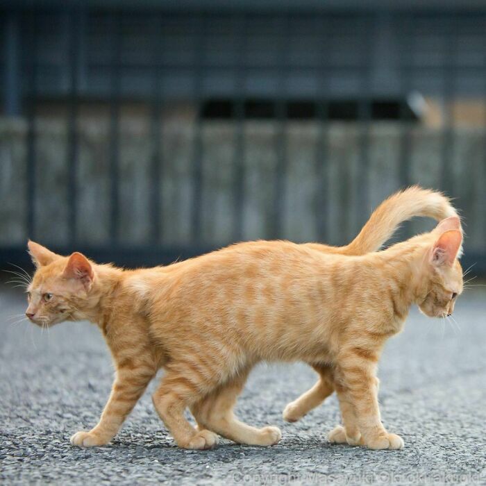 40 personalidades únicas de gatos de rua capturadas por este fotógrafo japonês 2