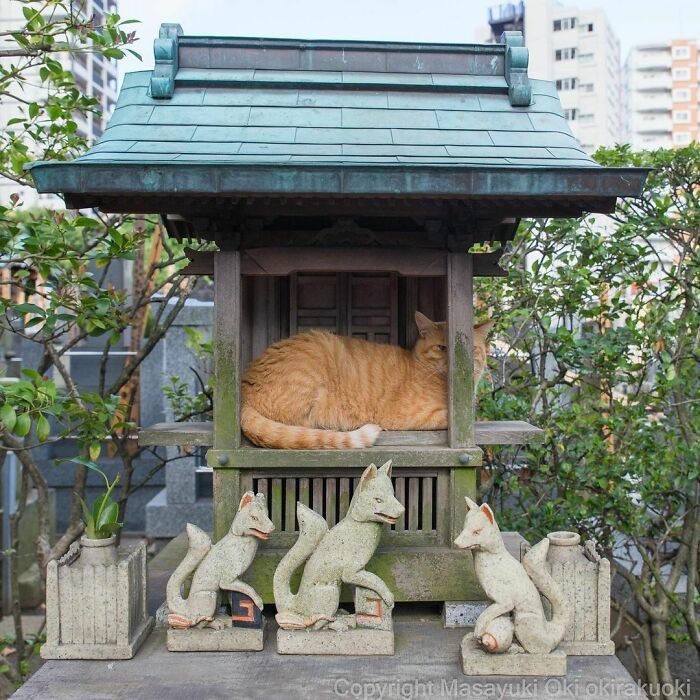 40 personalidades únicas de gatos de rua capturadas por este fotógrafo japonês 3