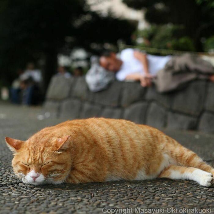 40 personalidades únicas de gatos de rua capturadas por este fotógrafo japonês 5