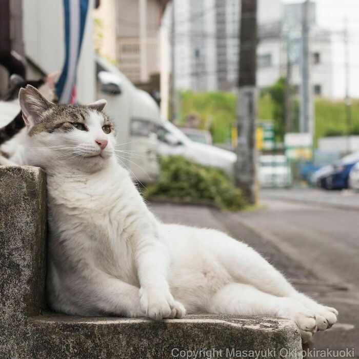40 personalidades únicas de gatos de rua capturadas por este fotógrafo japonês 7