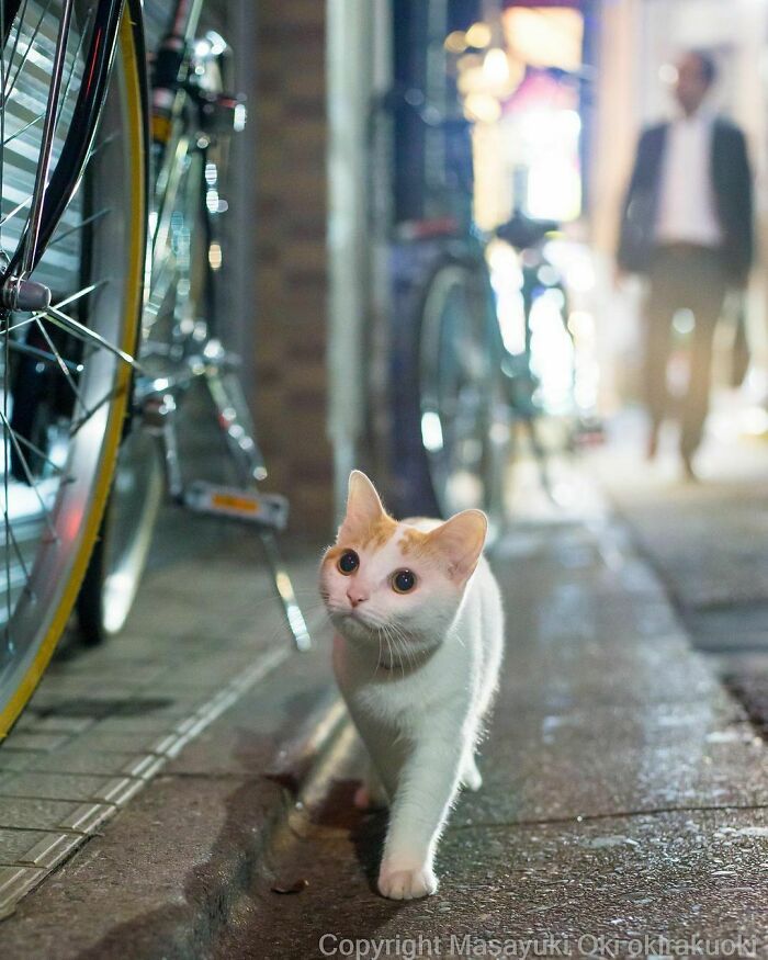 40 personalidades únicas de gatos de rua capturadas por este fotógrafo japonês 11