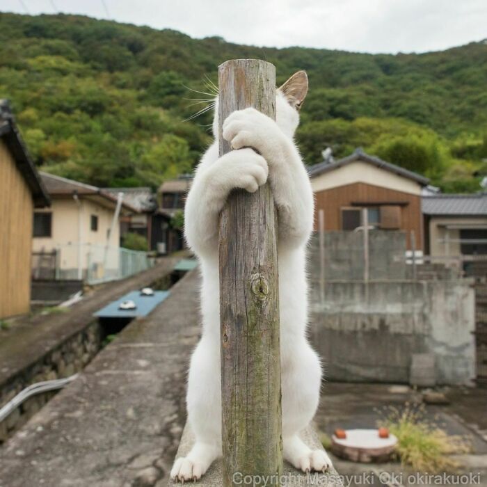 40 personalidades únicas de gatos de rua capturadas por este fotógrafo japonês 13