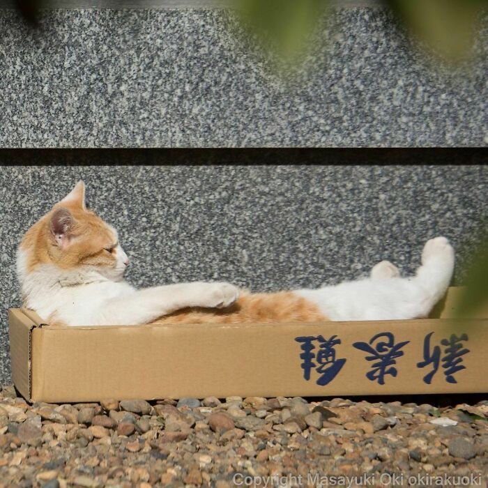 40 personalidades únicas de gatos de rua capturadas por este fotógrafo japonês 14