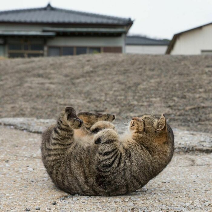 40 personalidades únicas de gatos de rua capturadas por este fotógrafo japonês 16
