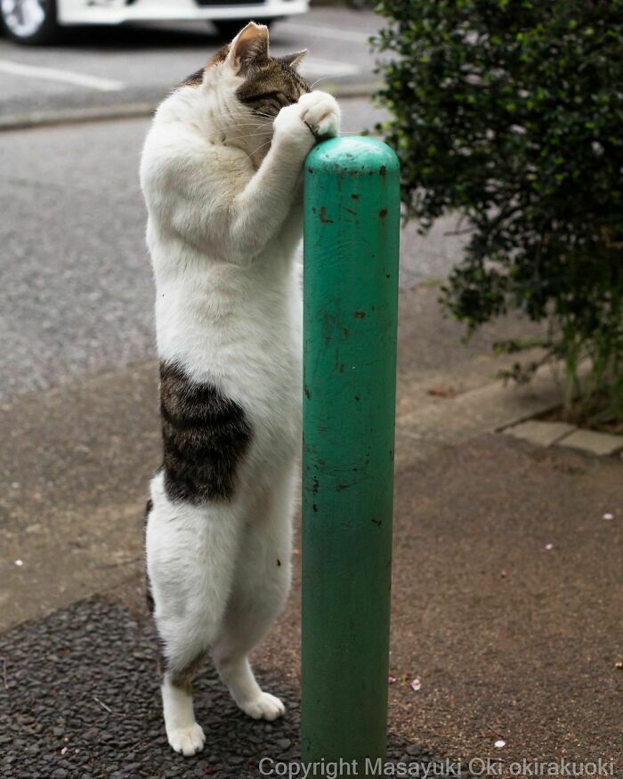 40 personalidades únicas de gatos de rua capturadas por este fotógrafo japonês 19