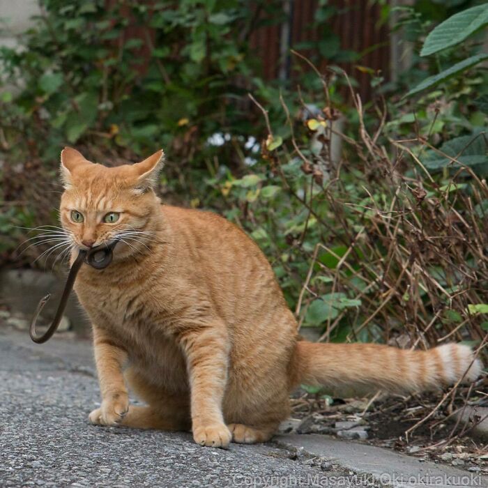 40 personalidades únicas de gatos de rua capturadas por este fotógrafo japonês 20
