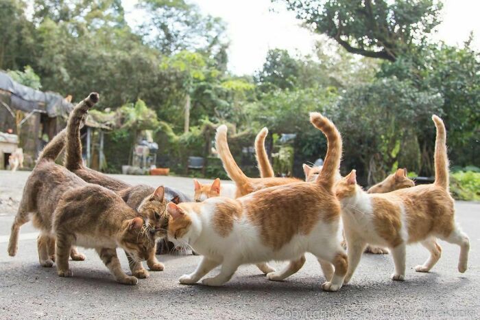 40 personalidades únicas de gatos de rua capturadas por este fotógrafo japonês 25