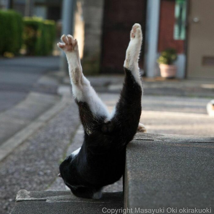 40 personalidades únicas de gatos de rua capturadas por este fotógrafo japonês 27