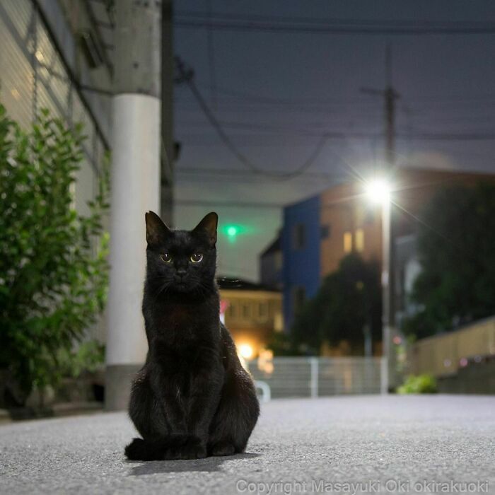 40 personalidades únicas de gatos de rua capturadas por este fotógrafo japonês 29